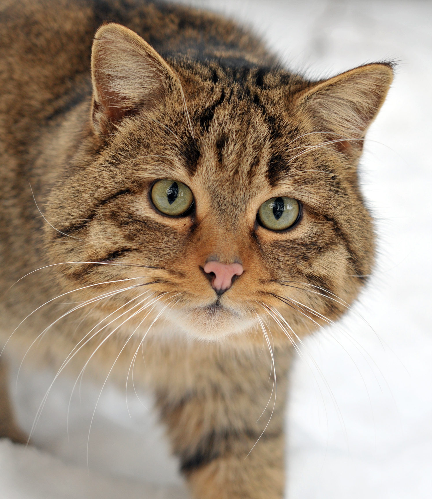Felis_silvestris_silvestris.jpg