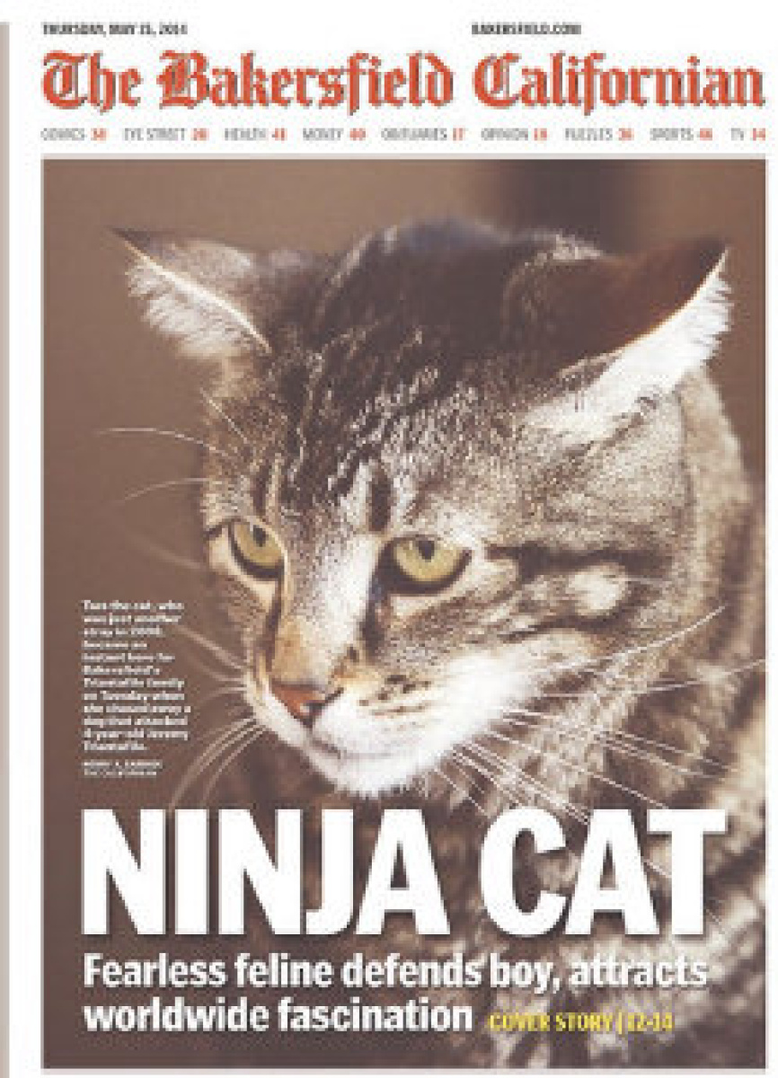 Ninjacat.jpg